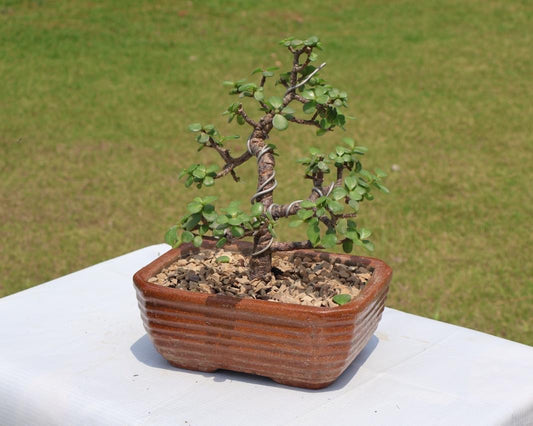 Jade Plant