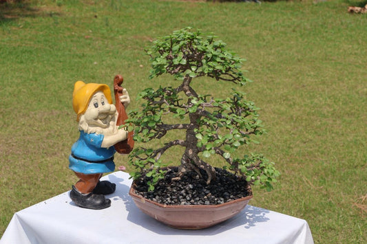 Jade Plant